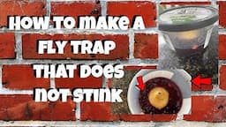 How to Easily Make an Affordable Fly Trap that does not Stink