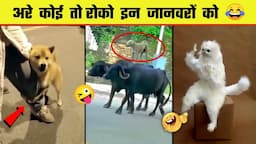 🤣😜 इन जानवरों से पंगा ना बाबा ना | Funny Animal Videos 2023 - Part 8