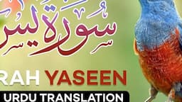 Surah Yasin ( Yaseen ) with Urdu Translation | Quran Tilawat Beautiful Voice | Hindi Tarjuma