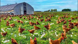 How To Raising Millions of Free Range Chicken For Eggs and Meat - Chicken Farming - Meat Factory