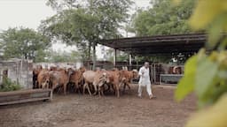 ગાય આધારીત ખેતી મા સૌથી સફળ વ્યક્તી | Cow Based Organic Farming in India