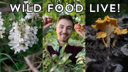 Let’s talk about wild food foraging!