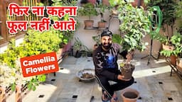 फिर ना कहना फूल नहीं आते / Camellia flower plant nursery secret / Gardening works