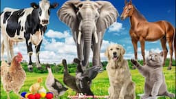 Wild Animal Sounds: Cow, Duck, Dog, Hen, Cat, Elephant, Horse - Animal Videos