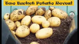 Grow Potatoes. 2 bucket potato reveal shoot out, a blast from the past Still doing it this way today