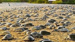 Raising Millions of Softshell Turtle for Meat - Softshell Turtle Farming and Harvesting Technique