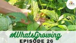 EP 26 | #WhatsGrowing in the Zone 1 Bhool Bhulaiya Permaculture Garden [Sep 2022]