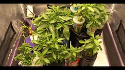 Unlimited Basil Through Hydroponic and Propagation