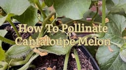 How To Pollinate Melons, Hand Pollinating Melons, Vegetable Gardening