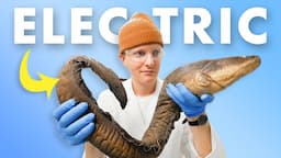 Unboxing an Electric Eel