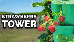 Grow Strawberries in Vertical Containers 🍓(FULL GROW GUIDE)