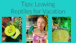 Tips For Leaving Reptiles For Vacation