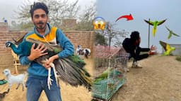 Saary Ring Neck Parrots Ko Azaad Kar Dyia 🦜 Peacok Na Attack Kar Dyia 🦚 Goat Babies La Aye 𓃙