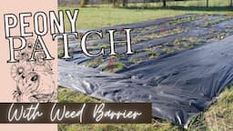 Planting My First Peony Patch // Laying Weed Barrier Landscape Fabric @vevor.official