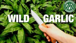 Spring Foraging | Wild Garlic UK | ID & Uses | Edible Wild Plants