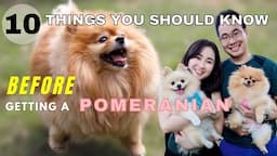 10 Things You Should Know Before Getting a Pomeranian | New Puppy Tips