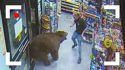 Unexpected Wild Bear Encounters Caught On Camera!