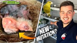 *NEW* Mutation Finch? | Breeding British Birds S4:Ep13