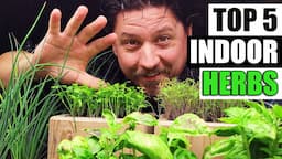 Top 5 Herbs To Grow Indoors