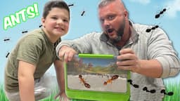 ANTS in MY HOUSE!! Caleb and Dad build an ANT FARM for kids!