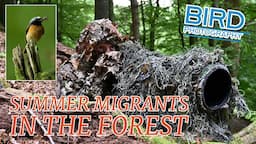 Summer Migrants in the Forest- Bird Photography- Finding your subject