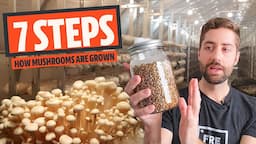 The 7 Basic Steps Of Mushroom Cultivation (How Most Mushrooms Are Grown)