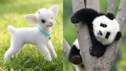 Cute baby animals Videos Compilation cute moment of the animals - Cutest Animals #45