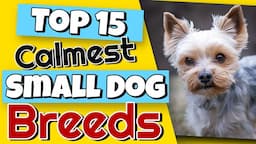 Top 15 Calmest Small Dog Breeds That You Would Never Guess 😮