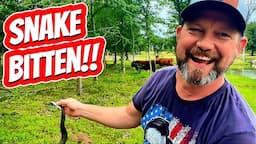 Working Cattle Results in an Unexpected Snake Bite!