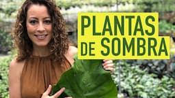 PLANTAS de SOMBRA pra PAISAGISMO: SAMAMBAIAS, ORQUÍDEAS e begônias