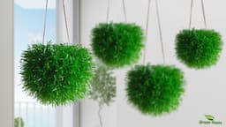 How to Grow Grass Like a Hanging Ball Without Maintenance | Hanging Plants Ideas//GREEN PLANTS