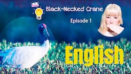 (English) [Black-necked Crane]  Episode 1 - Tibet fairy... Known as panda among birds. beautiful...