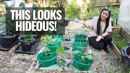 Planting Out The Summer & Winter Squash, Pumpkin, & Courgettes