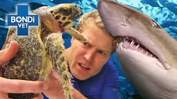 Vets Dive In to Rescue Marine Animals 🦭🦈 | Bondi Vet Compilation | Bondi Vet