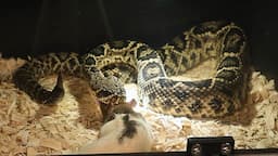 Eastern Diamondback Rattlesnake Major Strike!