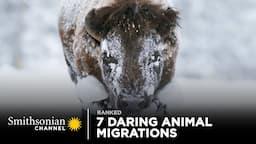 7 Daring Animal Migrations | Smithsonian Channel