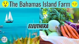 The BEST PRODUCE in The Bahamas is THE ISLAND FARM in Eleuthera [Cinnamon Rolls Too!!]