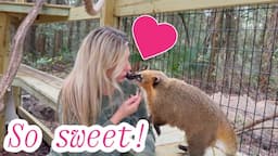 Why Coatimundis make GREAT pets! (We changed our minds!)