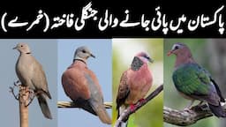 Wild Doves of Pakistan | Beautiful Dove Types in Wild | Khumry in Pakistan | Wildlife of Pakistan