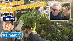 Big Box Store Houseplant Shopping at Lowes, Home Depot, and Walmart! $7 Micans & Sport Monstera ♥