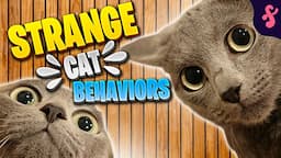 😽Top 10 WEIRD Cat Behaviors Explained | Furry Feline Facts