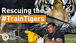 #TrainTigers: RESCUE DAY - Don’t cry for them, Argentina!