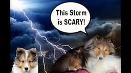 "This Storm is Scary!" ⚡️🌪️🐶😬a Camping Biscuit Talky on Cricket "the sheltie" Chronicles e312