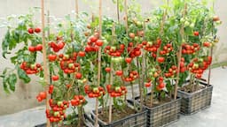 The easiest and most fruitful way to grow tomatoes at home for beginners