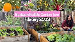 Backyard Edible Urban Garden Tour