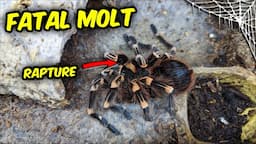 OH NO, Another BAD MOLT!