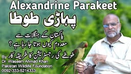 Alexandrine parakeet An Endangered Bird in Pakistan | Pahadi Tota | Raw Tota | Pahari Tota