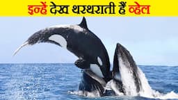 ओर्कास को देखते ही खौफ जाती हैं व्हेल | Whales Get Scared the Moment they See Orcas