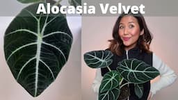 Alocasia Reginula Black Velvet Wow! I got a new plant | One beautiful and special plant