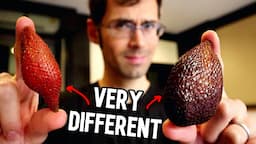 SNAKE FRUIT - Thai VS Indonesian